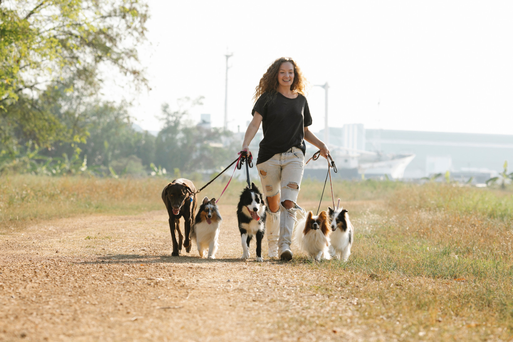 Dog Walking Businesss