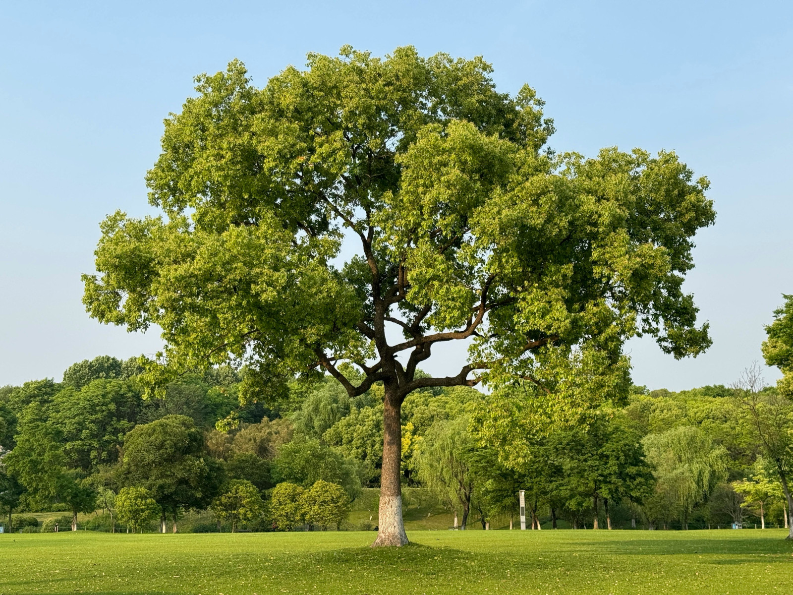 Well maintained tree