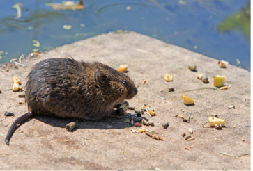 Rat by water feature